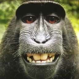 Profile avatar
