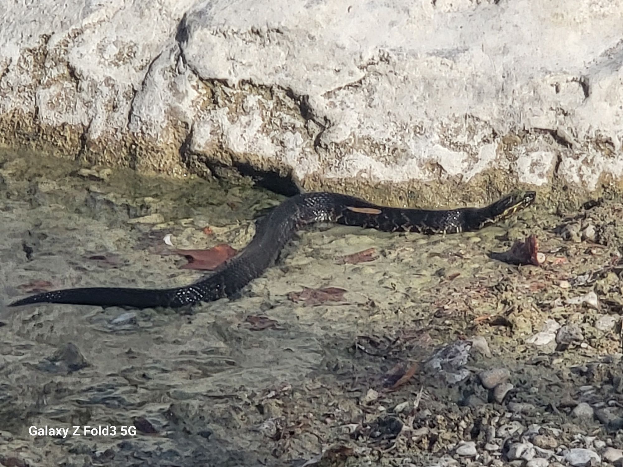 La culebra