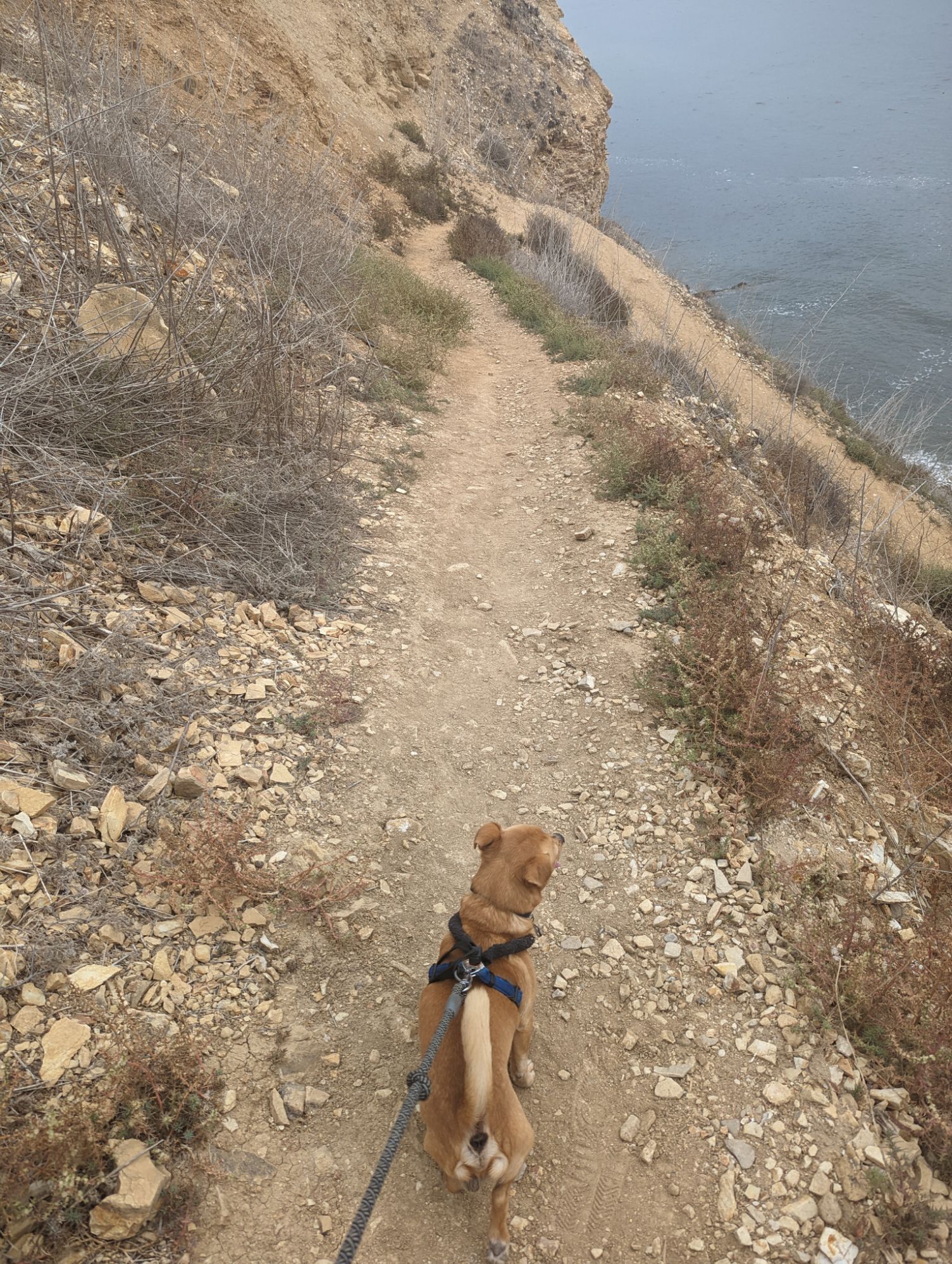 Bolillo & Giselle Adventure Time ⛰️🥾🐕‍🦺