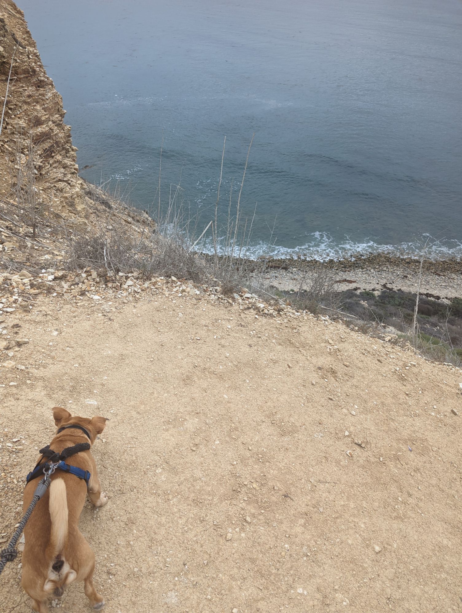 Bolillo & Giselle Adventure Time ⛰️🥾🐕‍🦺