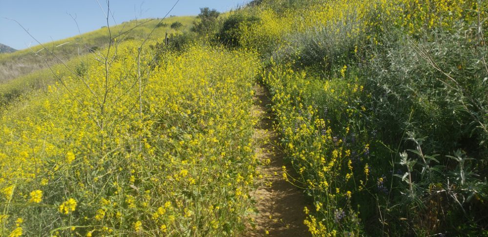 Corral Canyon Loop Trail, Malibu