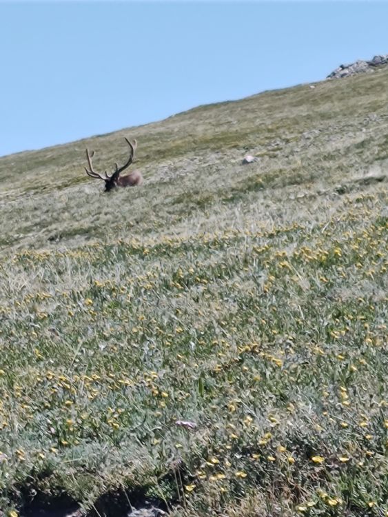 Trail Ridge