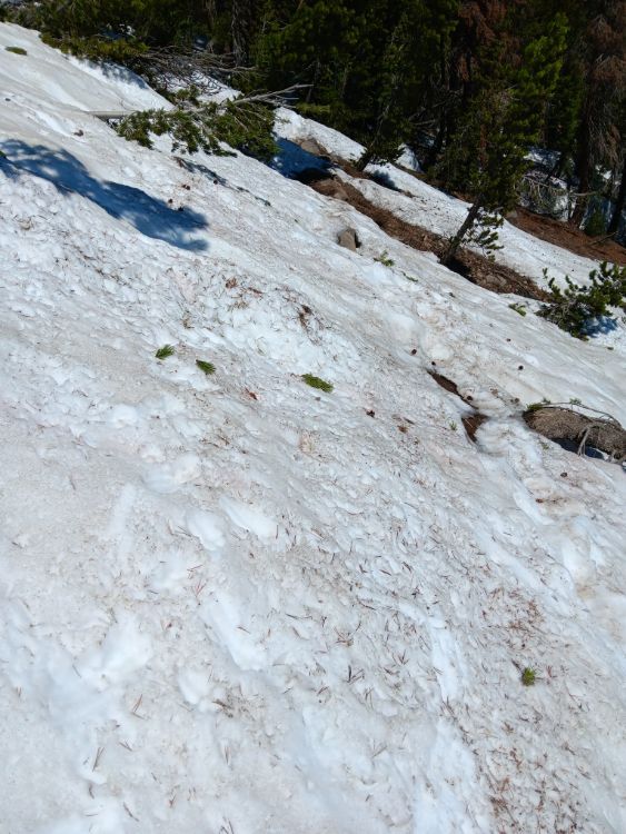 Mt Rose Flat Section 20230704 Tue