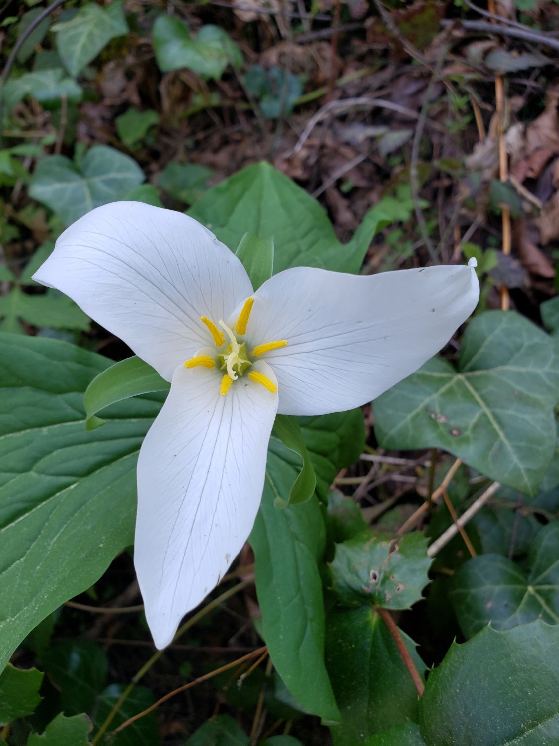 Wildwood Trail to NW Firelane Rd Loop-Forest Park