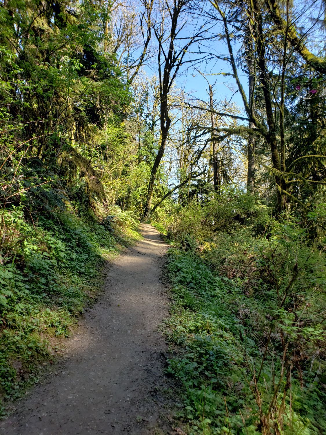 Wildwood Trail to NW Firelane Rd Loop-Forest Park