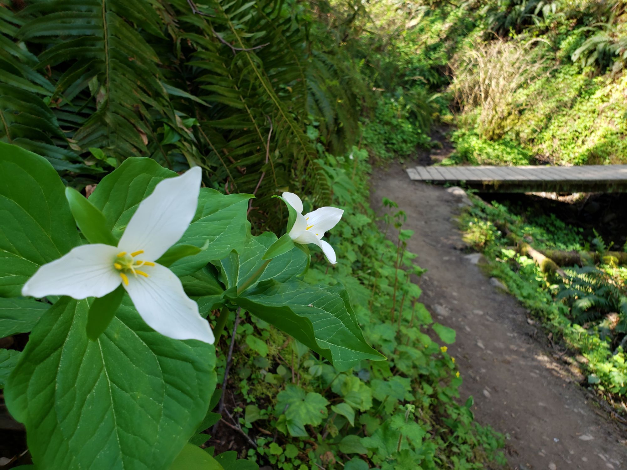 Wildwood Trail to NW Firelane Rd Loop-Forest Park