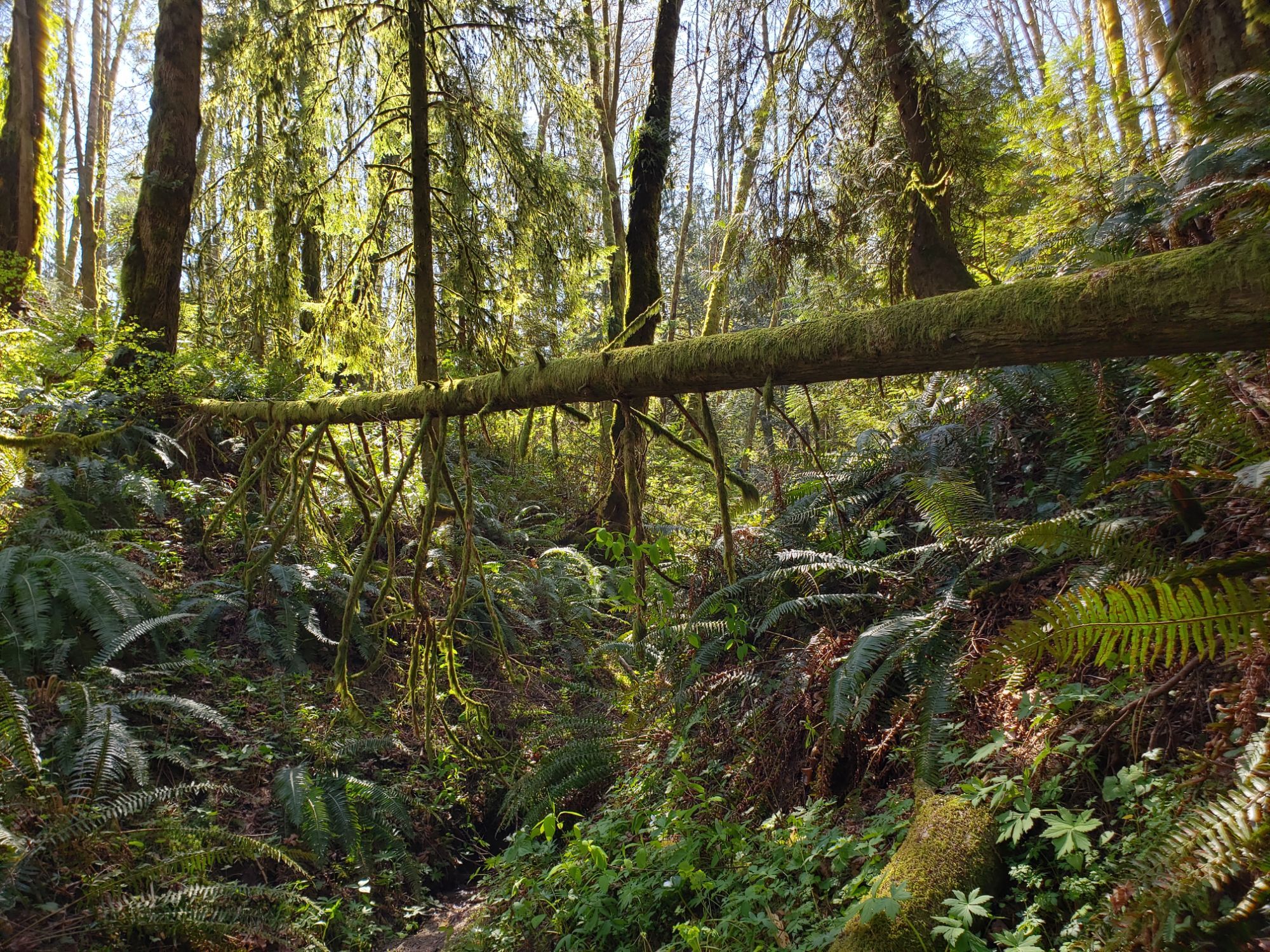 Wildwood Trail to NW Firelane Rd Loop-Forest Park