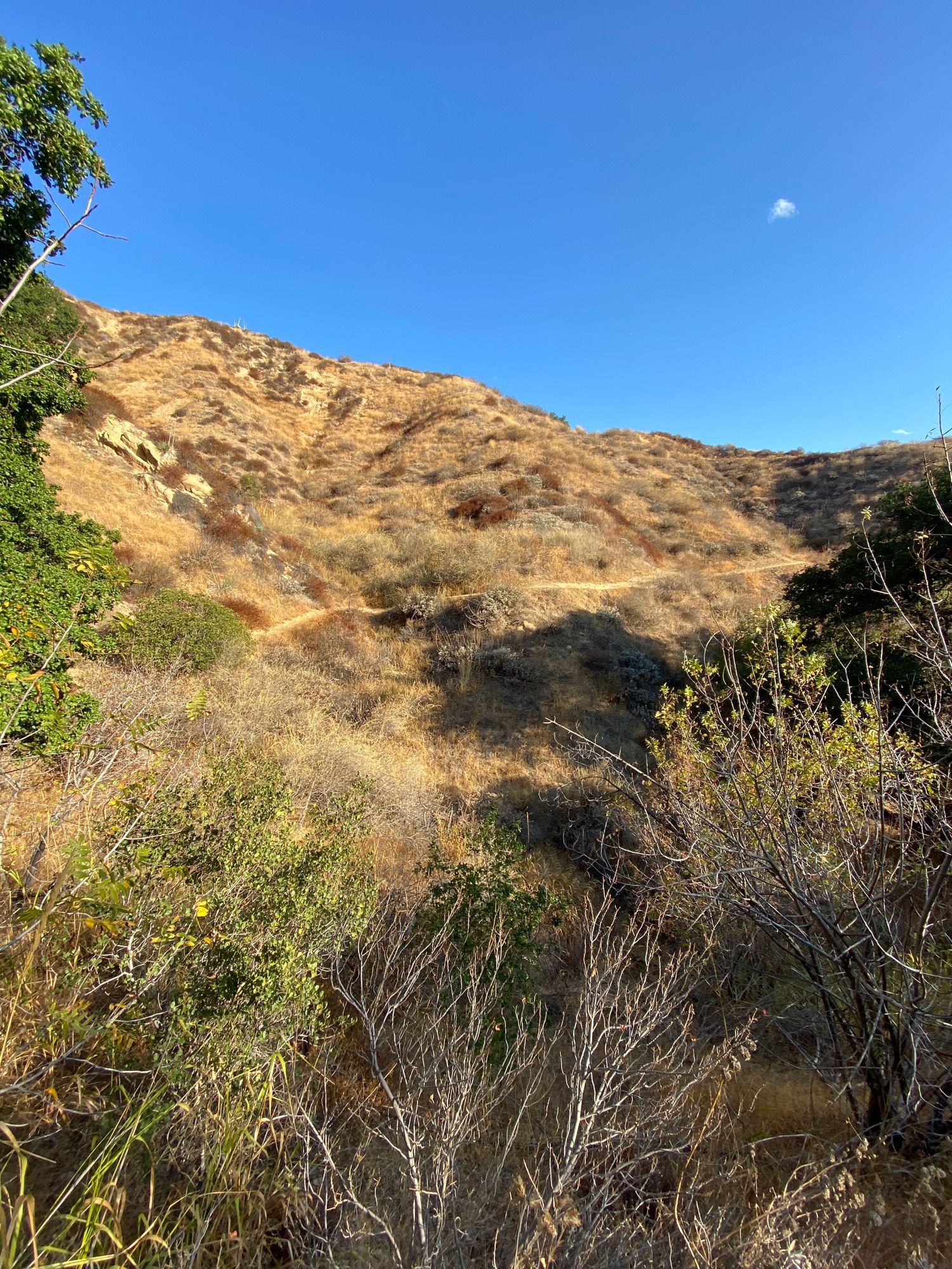 Towsley’s  Canyon View Loop to Elder Loop