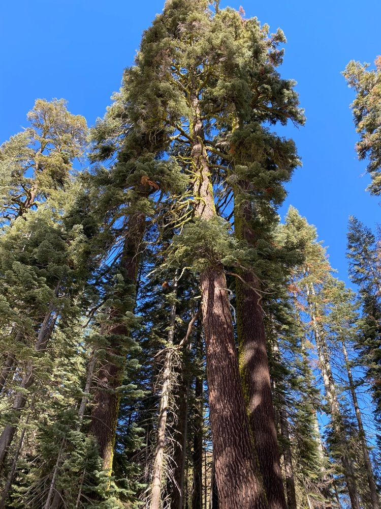 Badger Pass hike Yosemite National Park