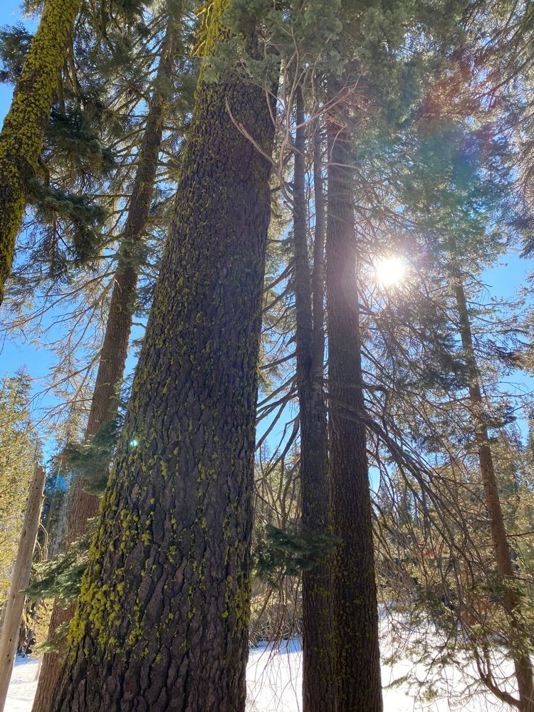Badger Pass hike Yosemite National Park
