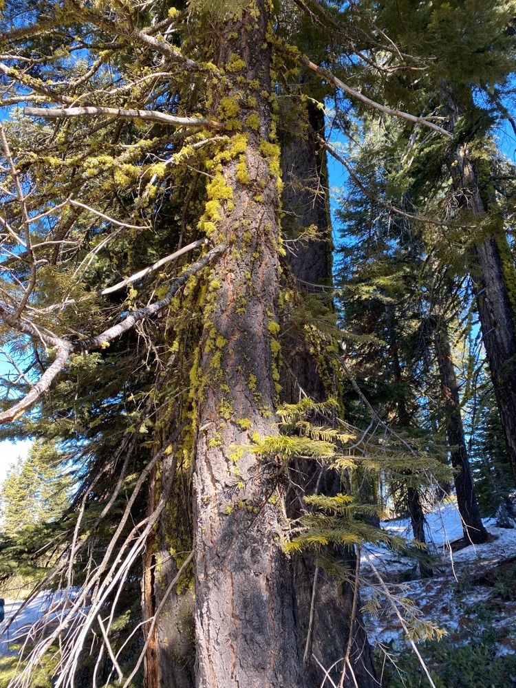 Badger Pass hike Yosemite National Park