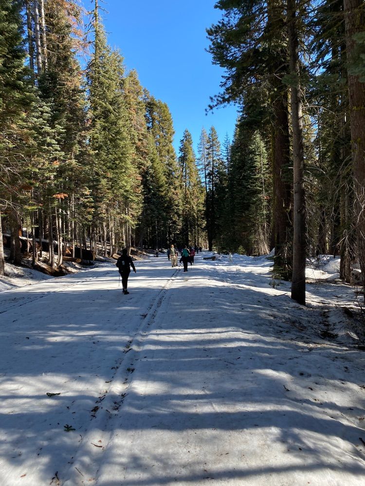 Badger Pass hike Yosemite National Park