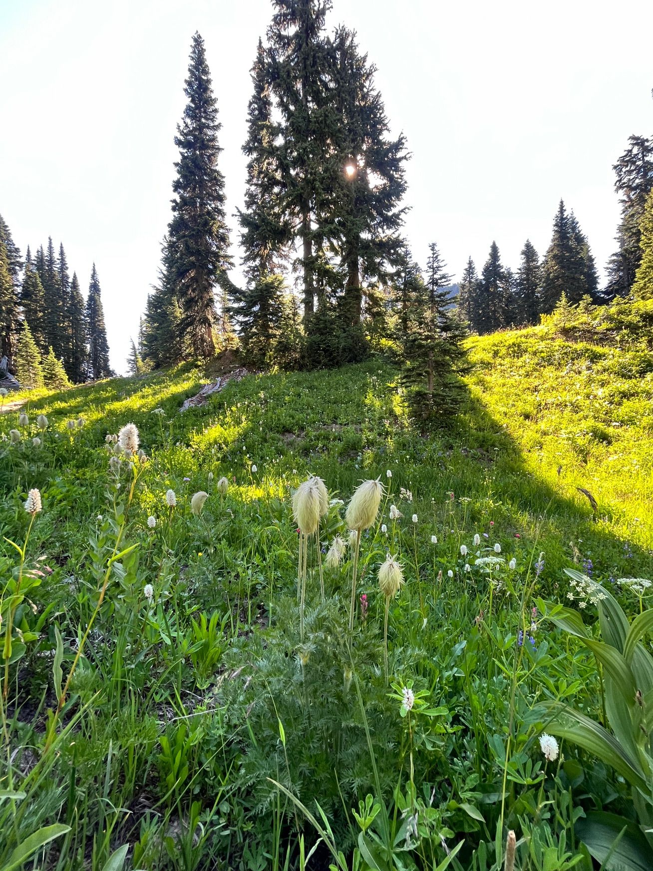 Naches Peak Loop