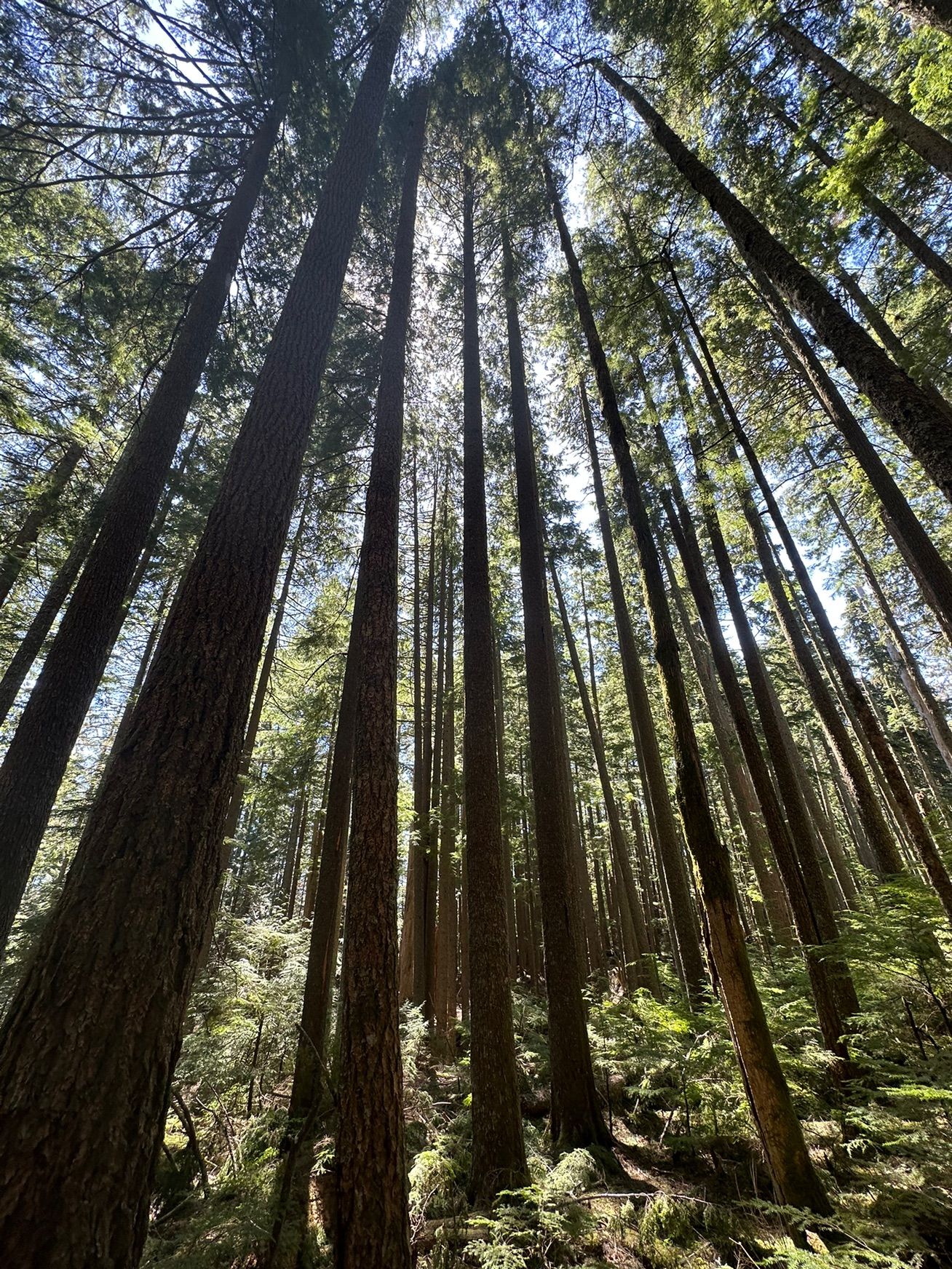 Mt Si