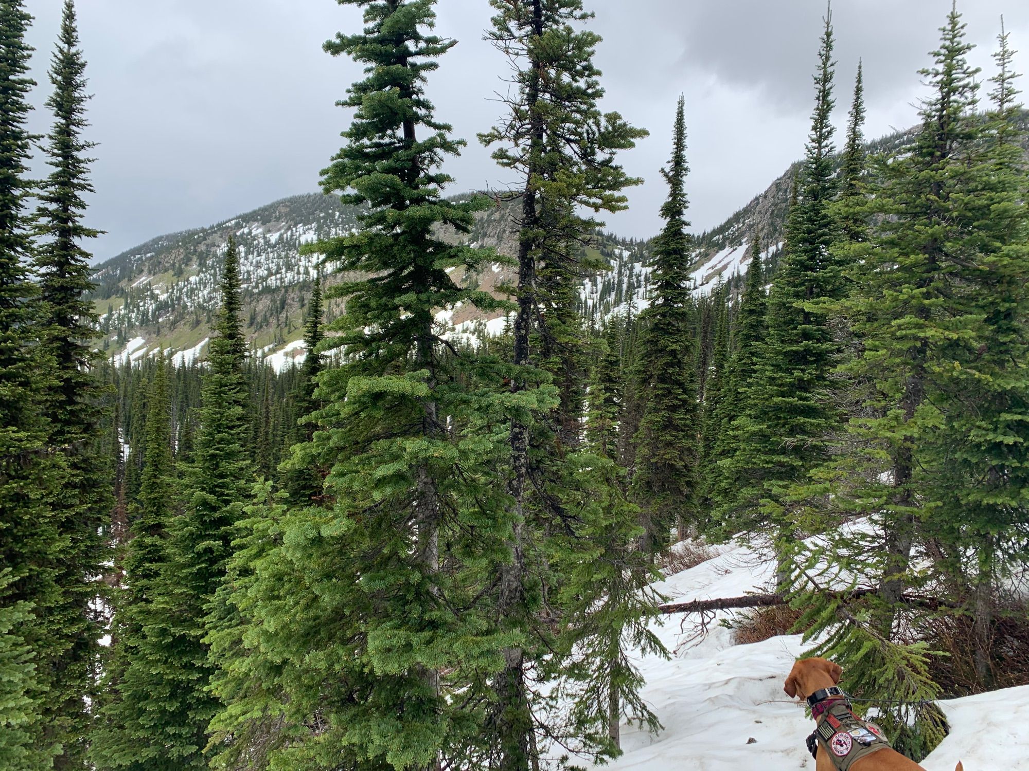 Jewel Basin via Switchback