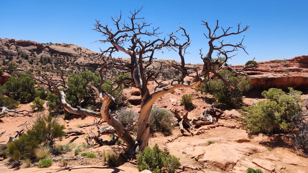 UT, Canyonlands NP, Upheaval Dome, 29 Apr 23.
