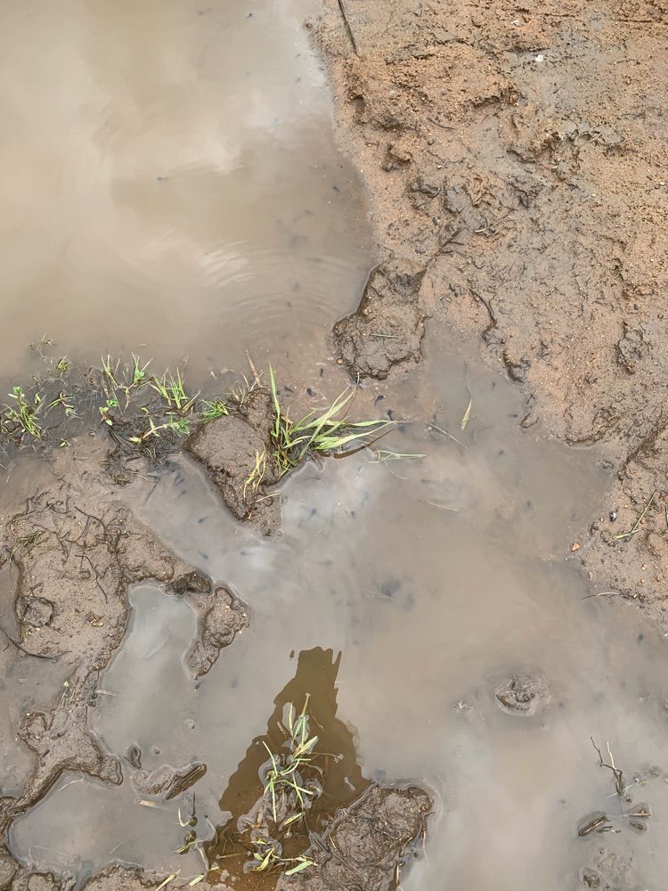 Barnett Ranch Preserve