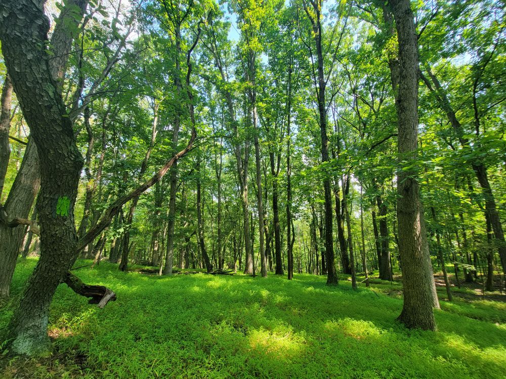Green Trail