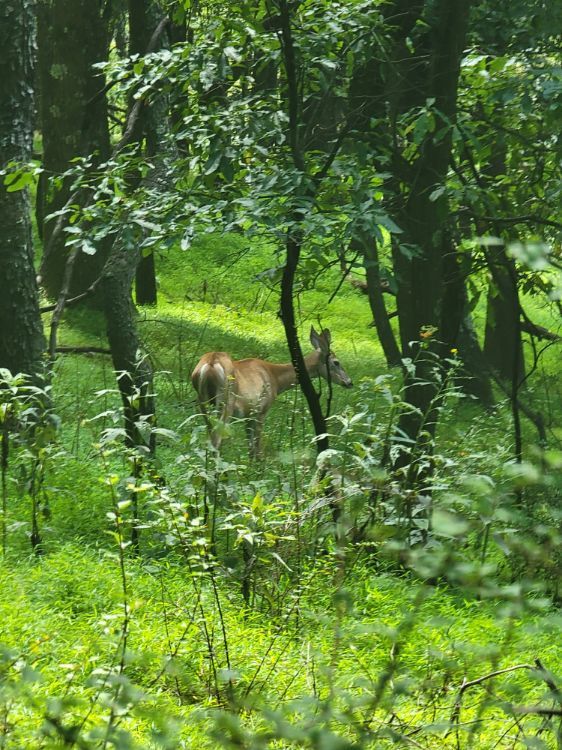 Green Trail Backwards