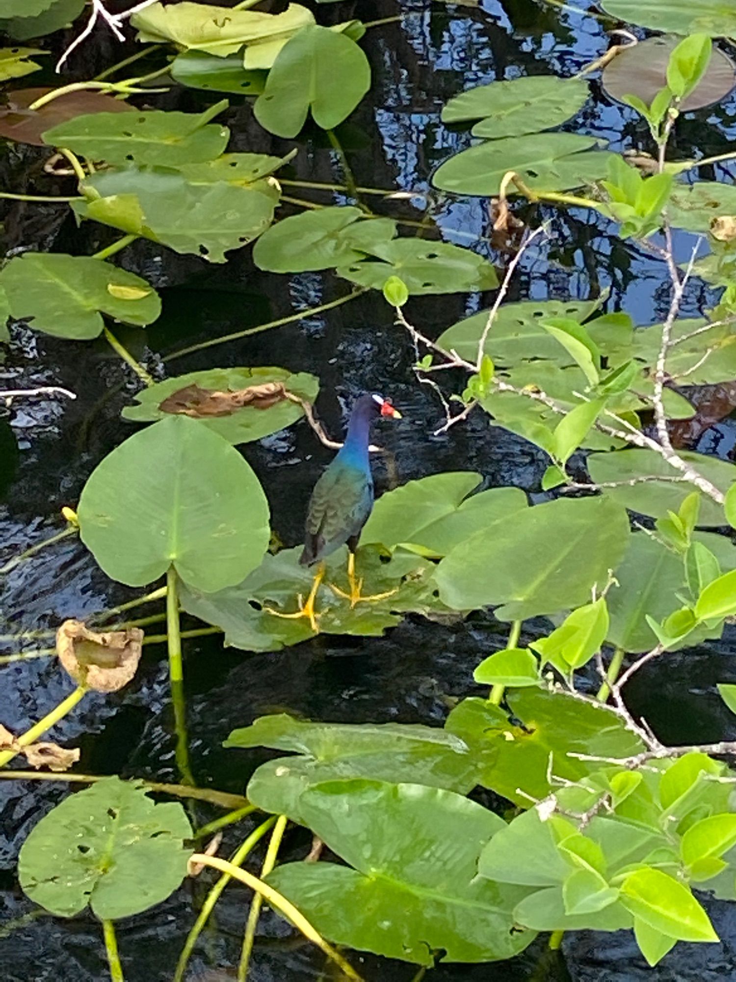 Anhinga Trail