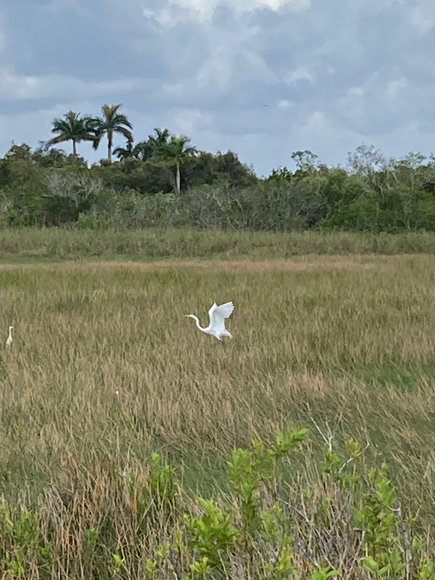 Anhinga Trail