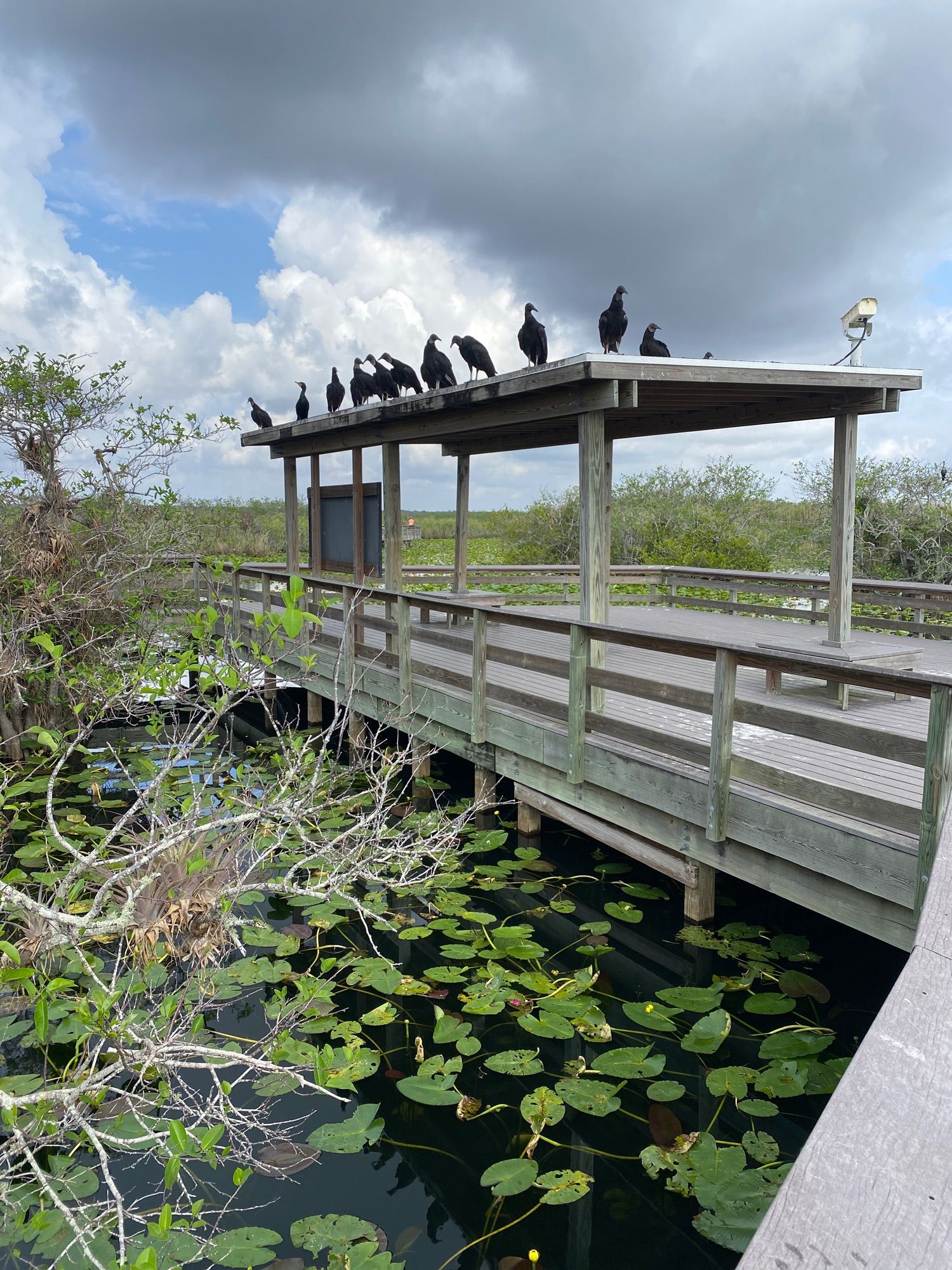Anhinga Trail