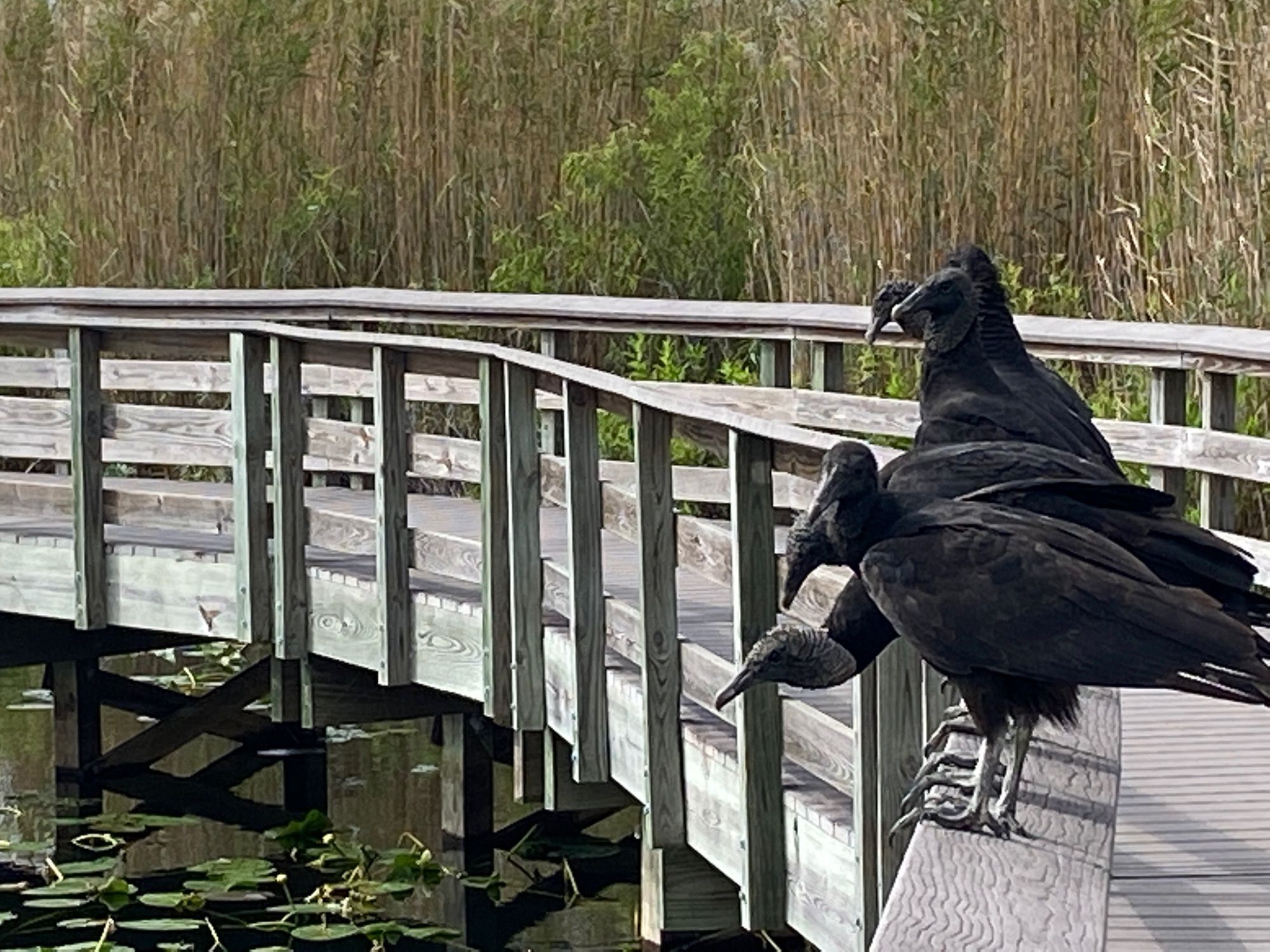 Anhinga Trail