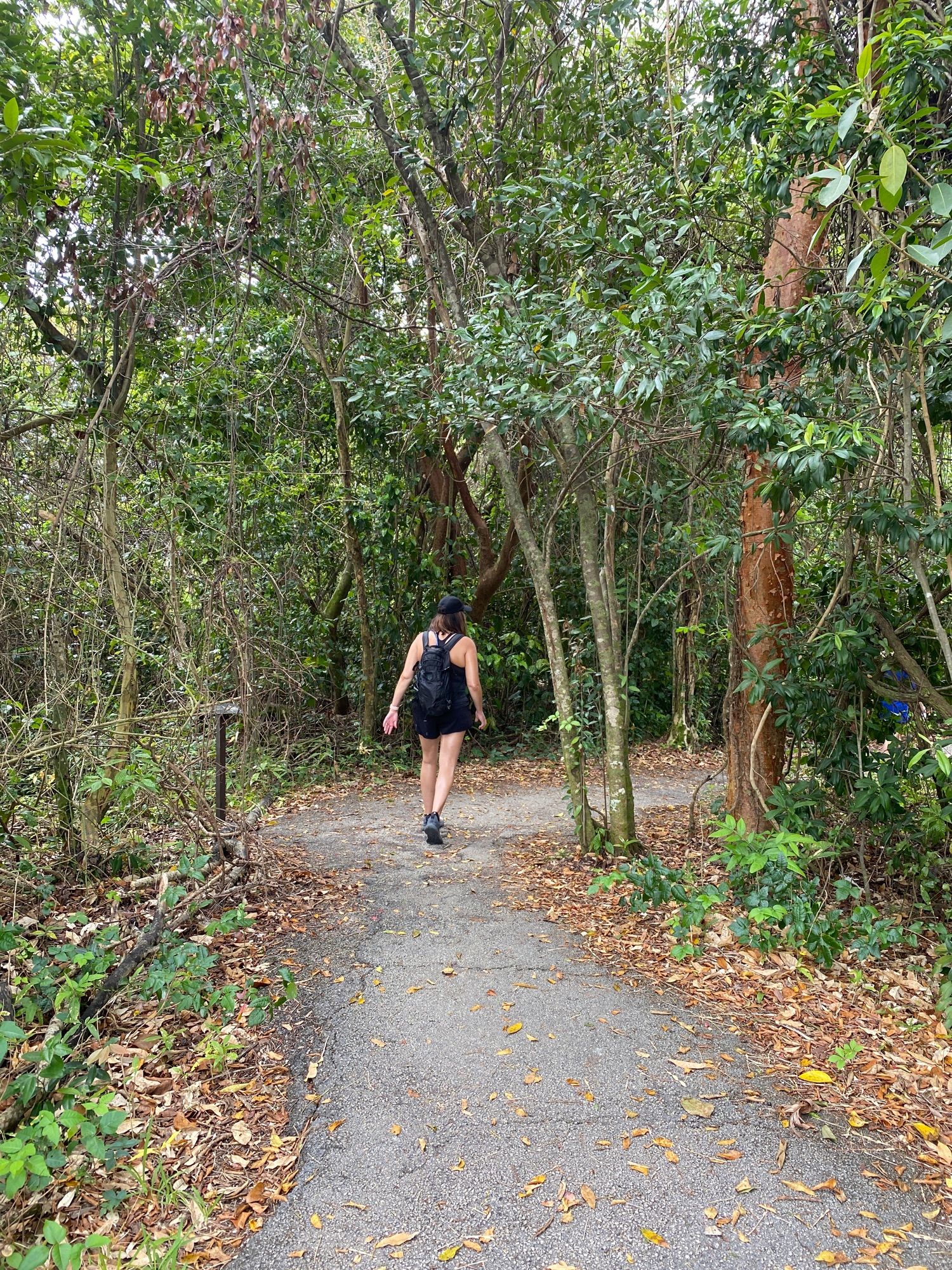 Gumbo Limbo Trail
