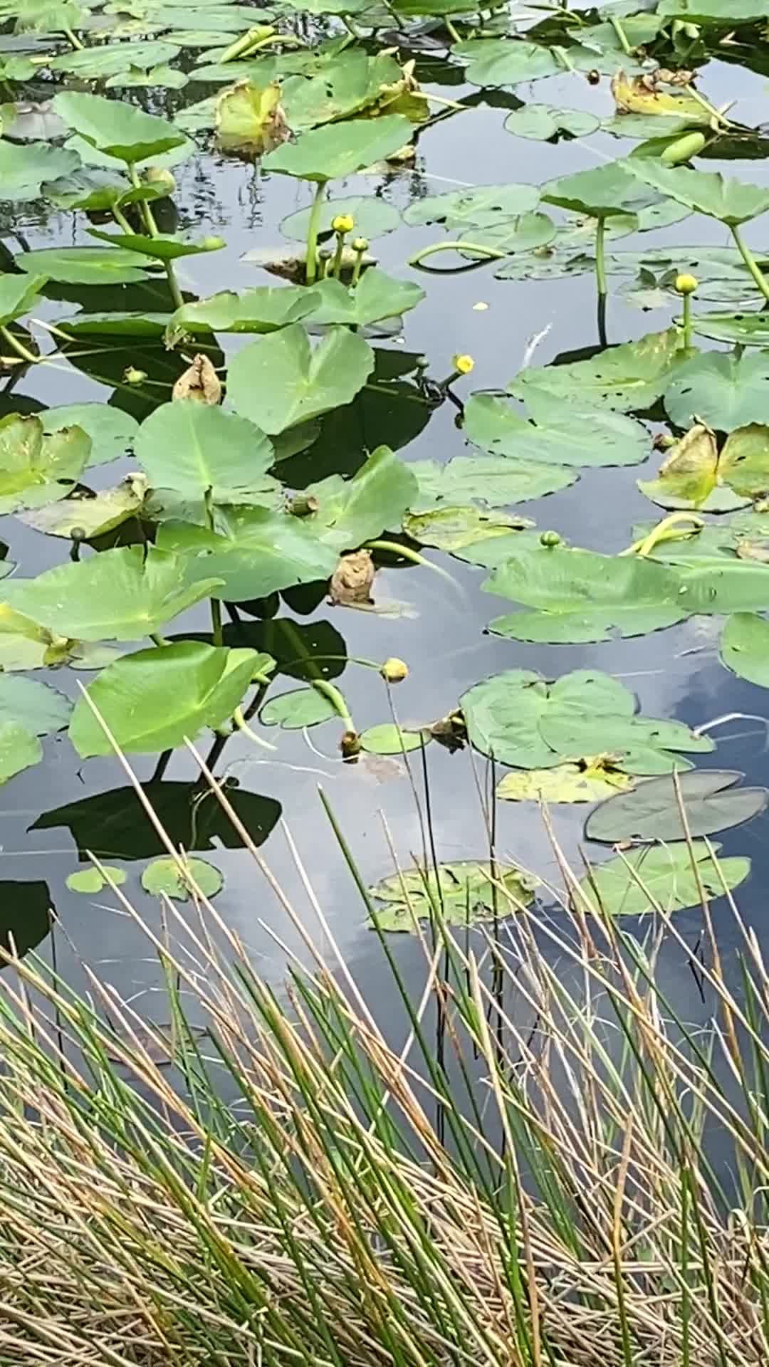 Anhinga Trail