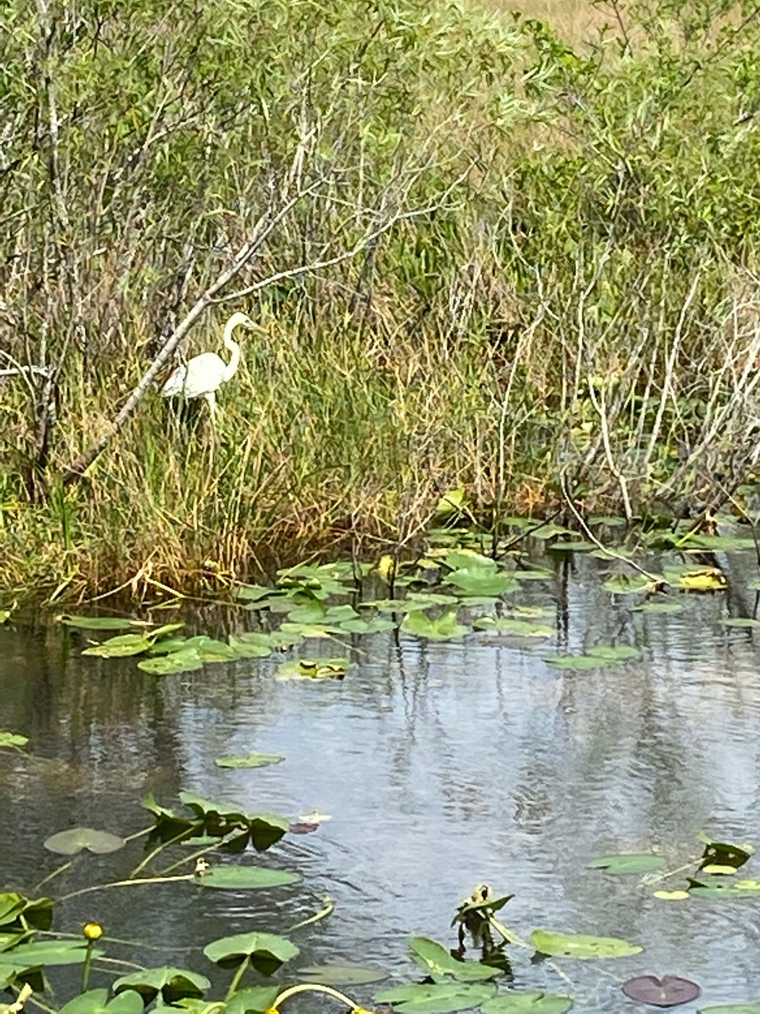 Anhinga Trail