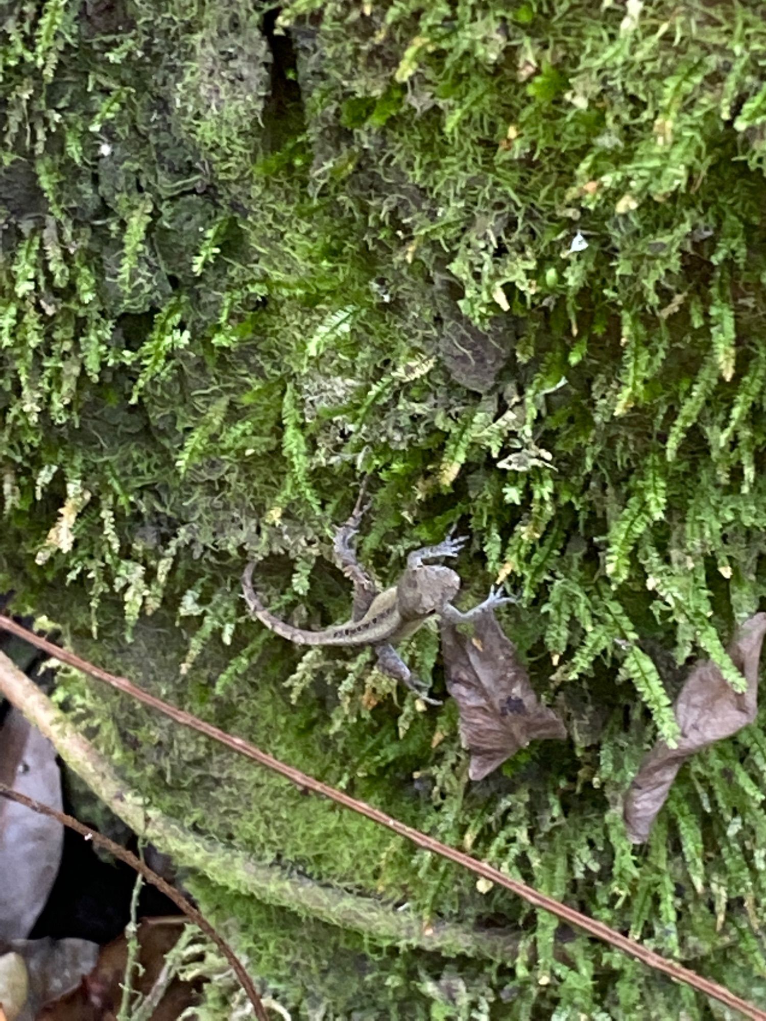 Gumbo Limbo Trail