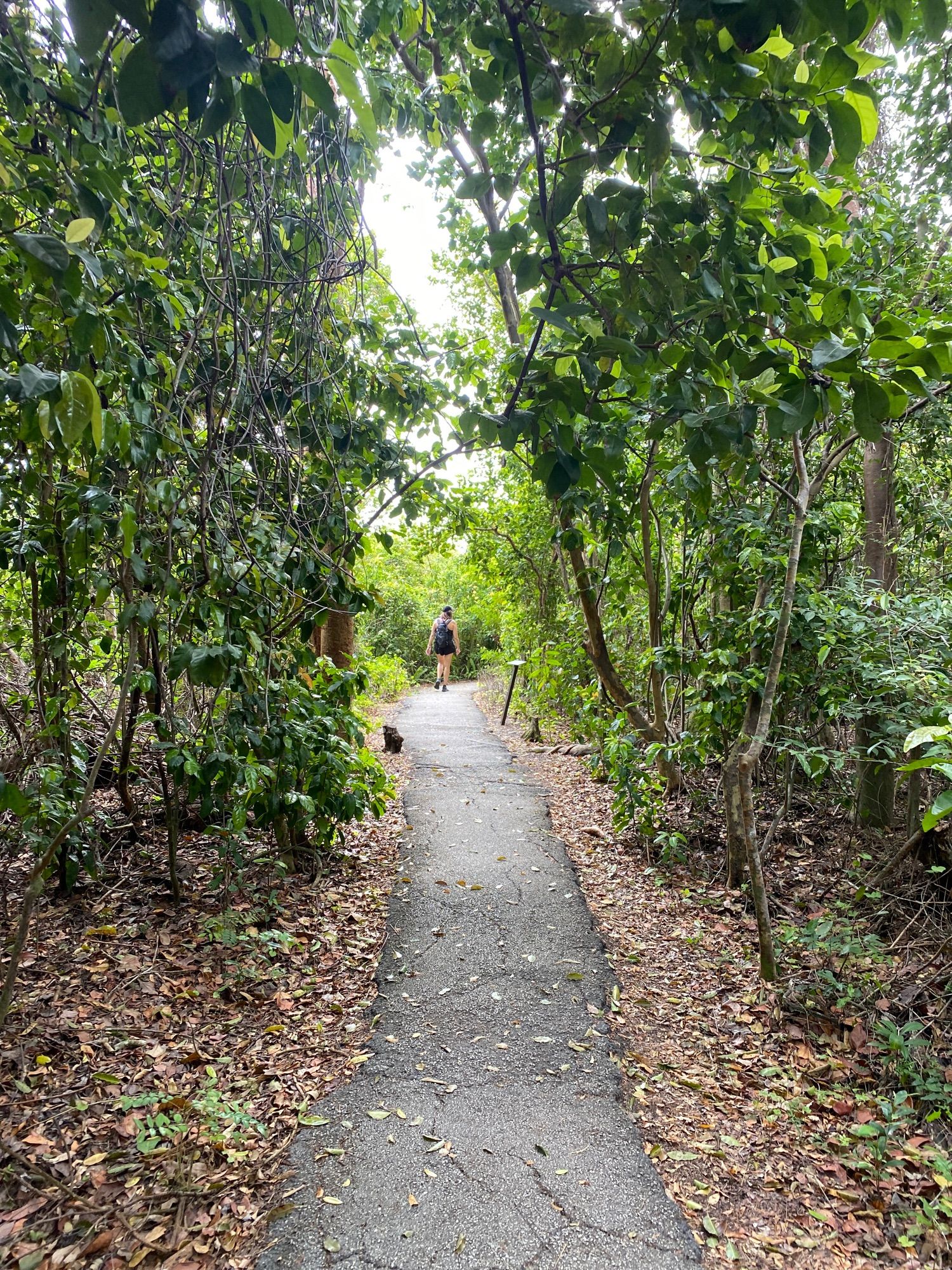 Gumbo Limbo Trail