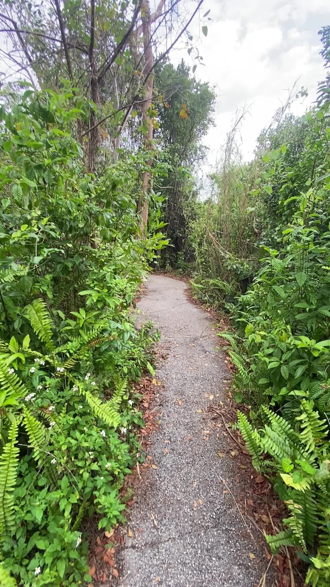 Gumbo Limbo Trail