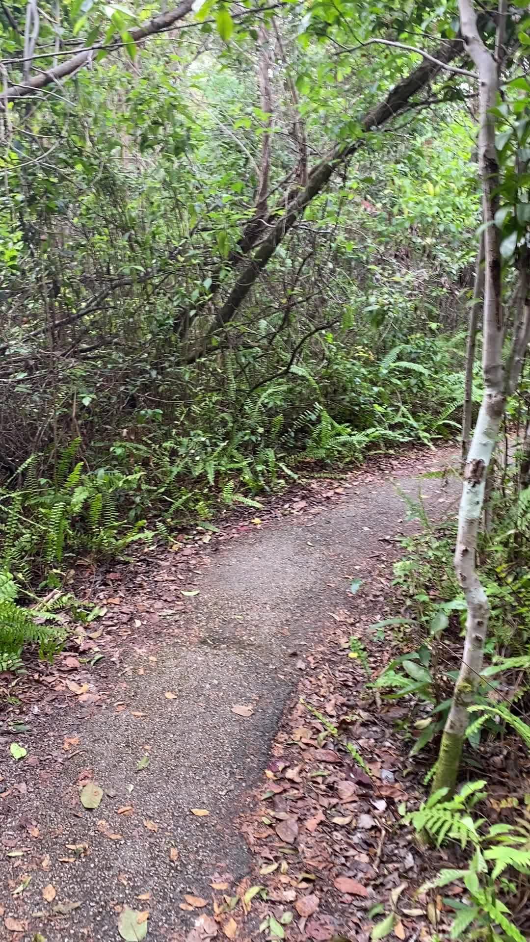 Gumbo Limbo Trail