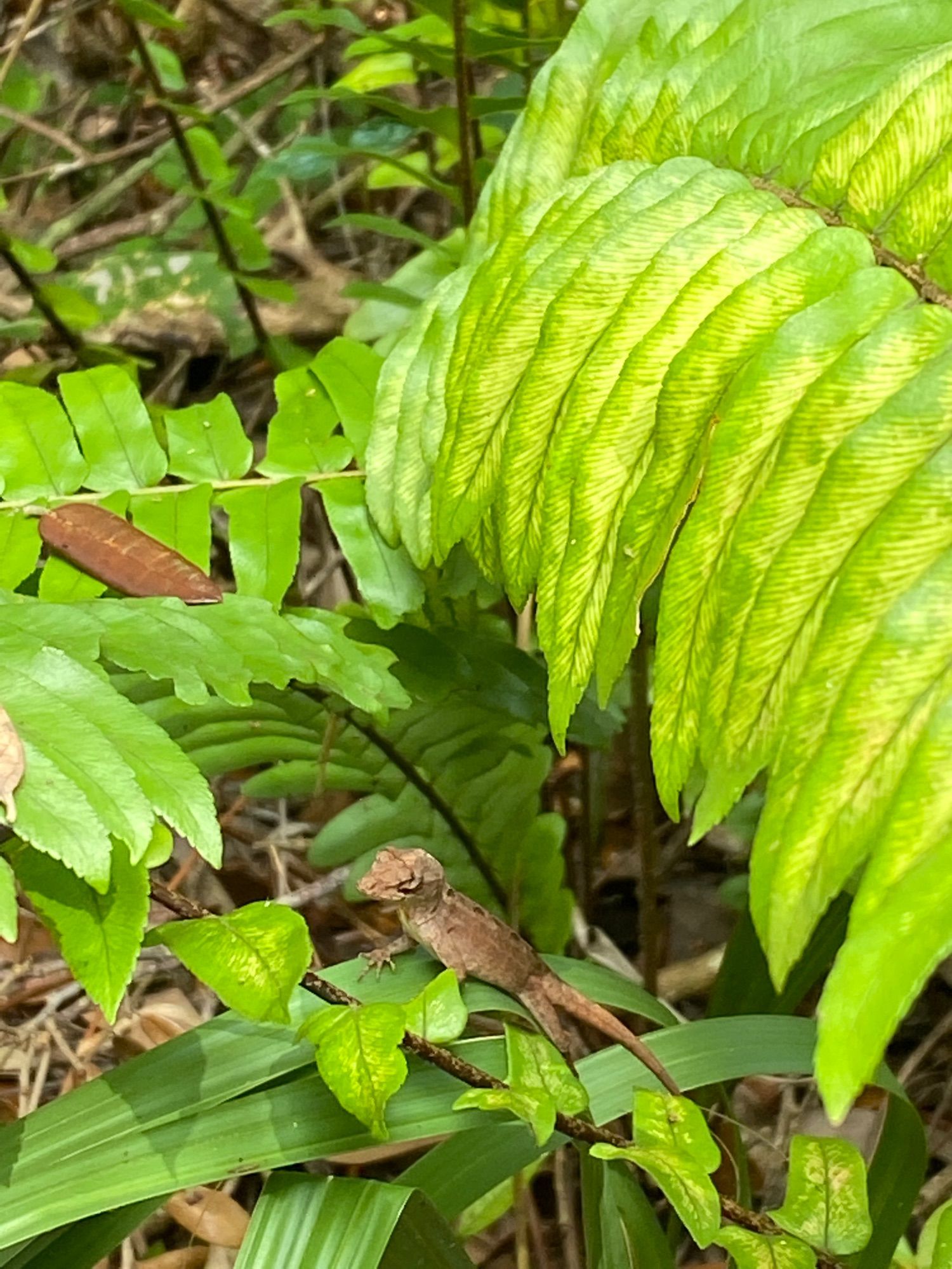 Gumbo Limbo Trail
