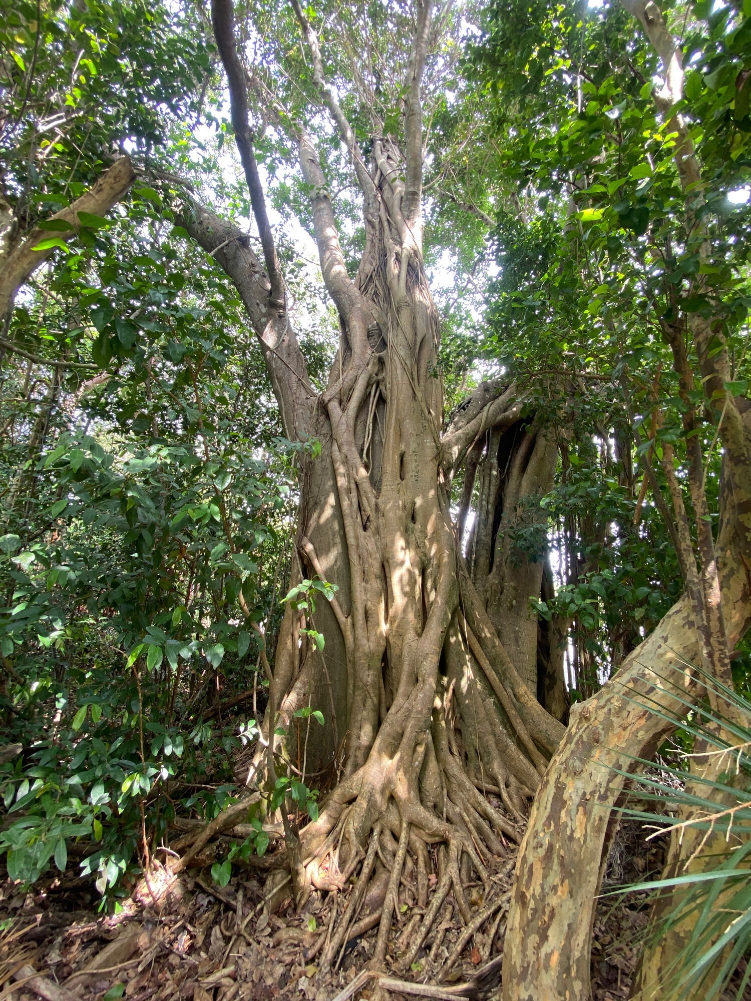 Gumbo Limbo Trail
