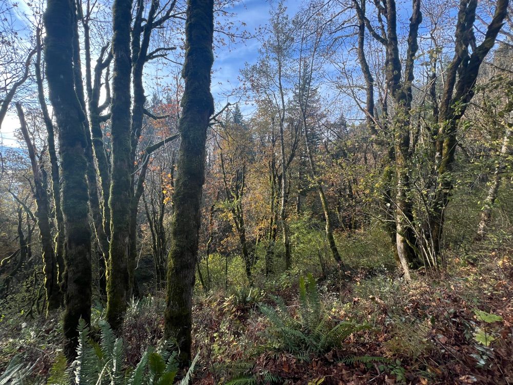 Cape Horn Trail