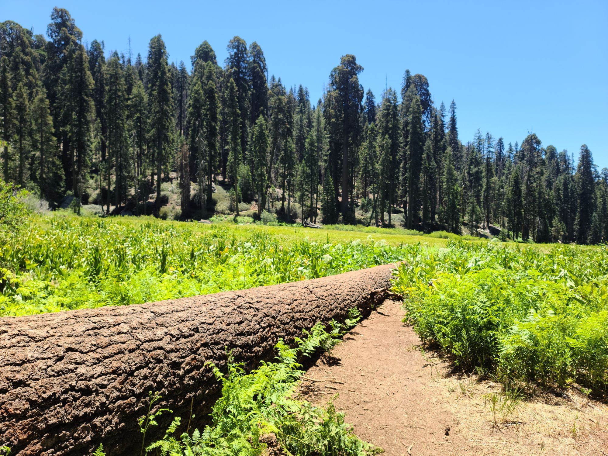 Sequoia Random Loop