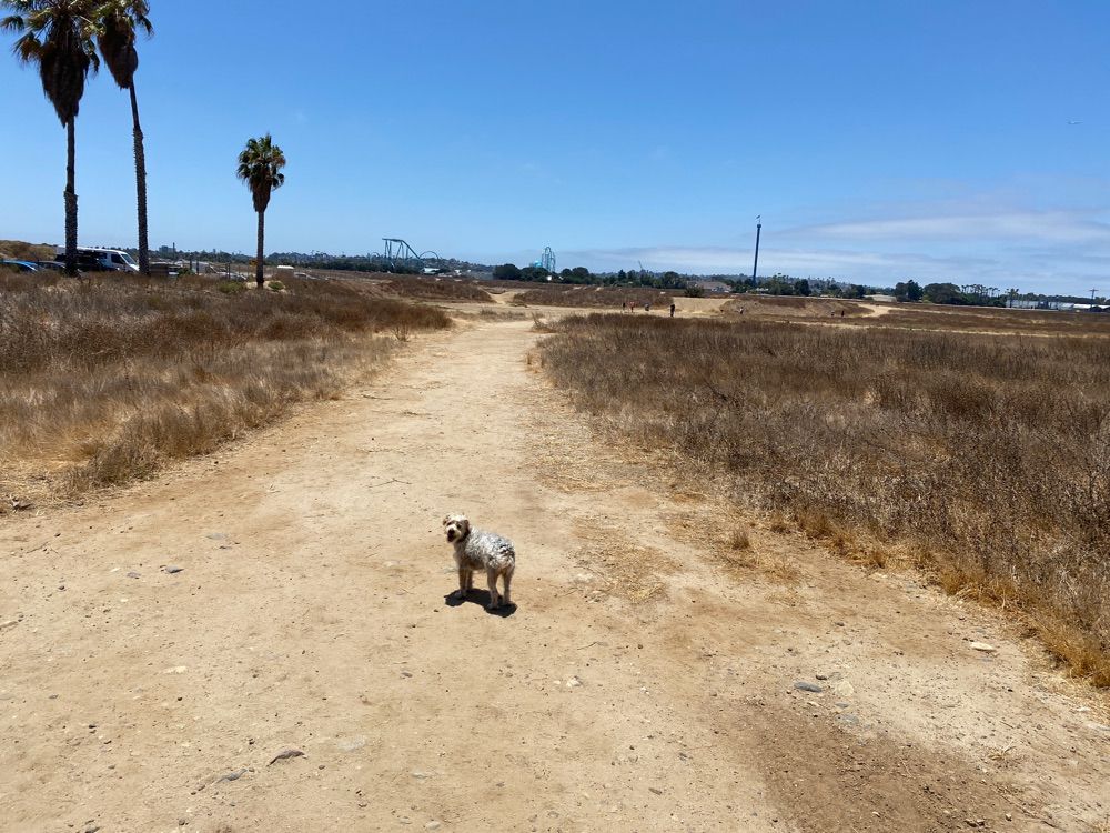 Fiesta island