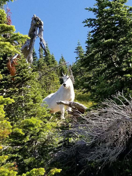Mt. Aeneas