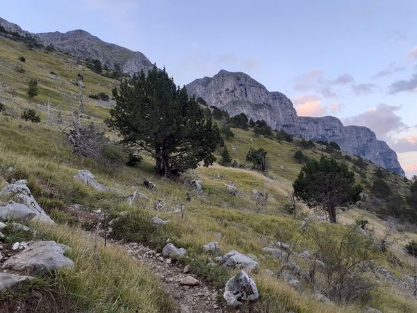 Αστράκα, Γκαμήλα