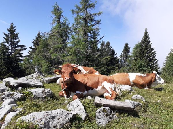 Šentanski vrh, Dobrča