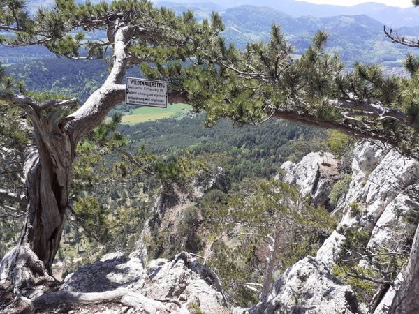 Gebirgsvereinssteig, Wildenauersteig